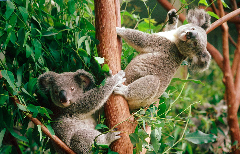 Что посмотреть в Брисбене? Парк коал