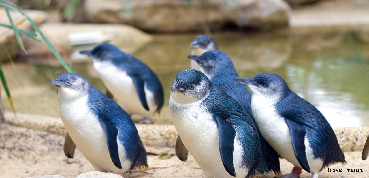 Где можно найти пингвинов в Австралии