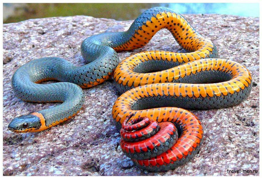Змеи Австралии