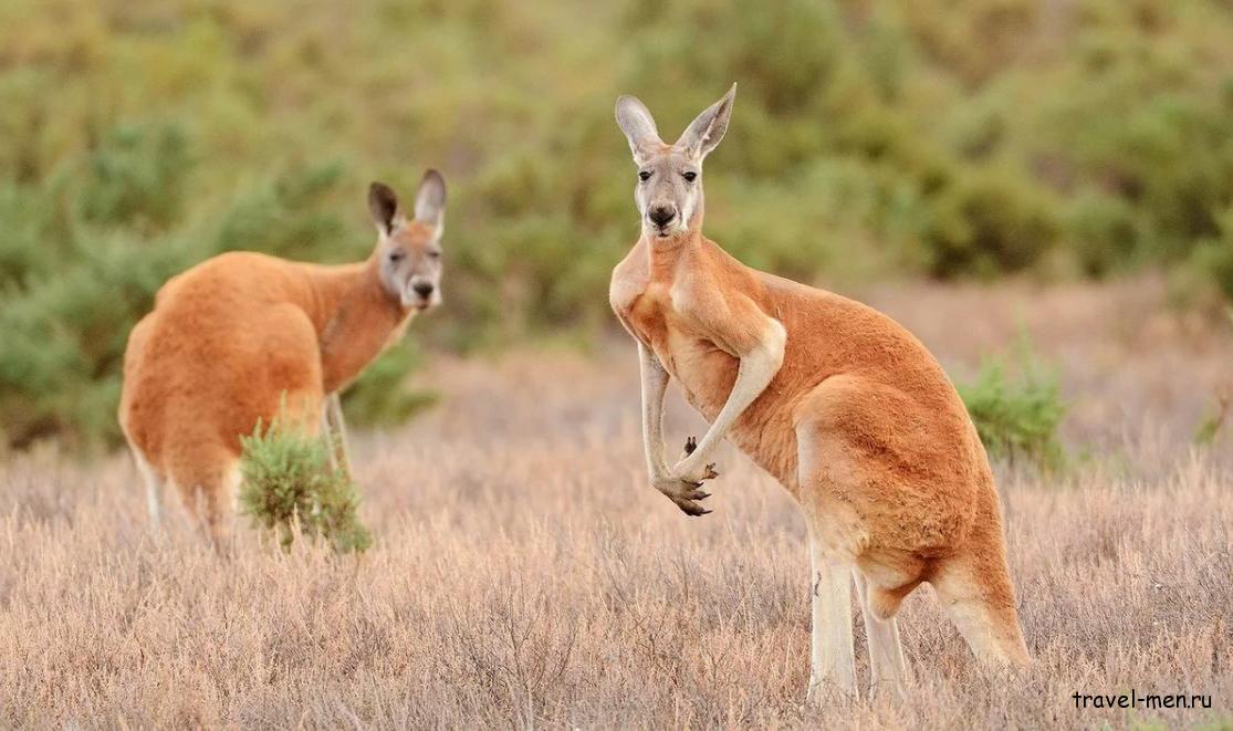 Животные Австралии