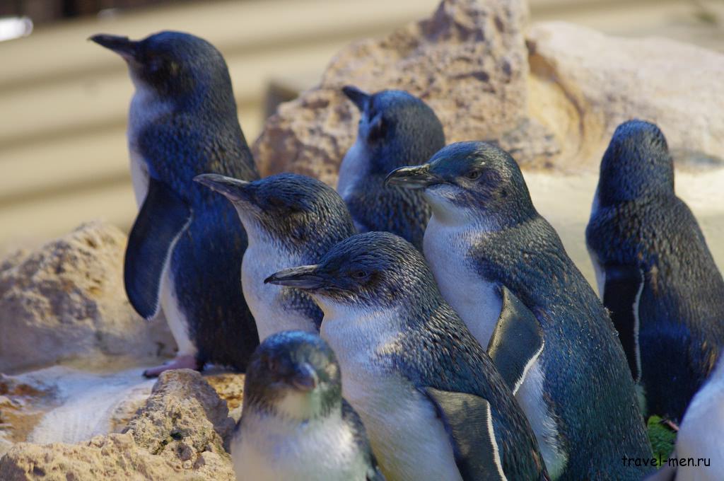 Пингвины в Австралии