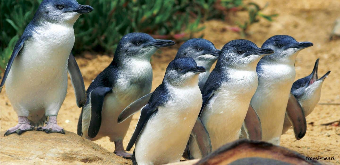Пингвины в Австралии